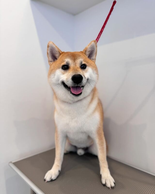 シャンプーコースご利用頂きました❣️
柴犬の大五郎君です🐶

最後までお利口にトリミングさせてくれました✨👏🏻

また次回もお待ちしております🥰

#草加市 
#川口市
#ミライノ動物病院
#動物病院トリミング 
#動物病院 
#トリミング 
#トリミングサロン
#夜間救急
#草加トリミング
#谷塚トリミング
#いぬすたぐらむ
#犬
#わんこ
#dog
#dogstagram