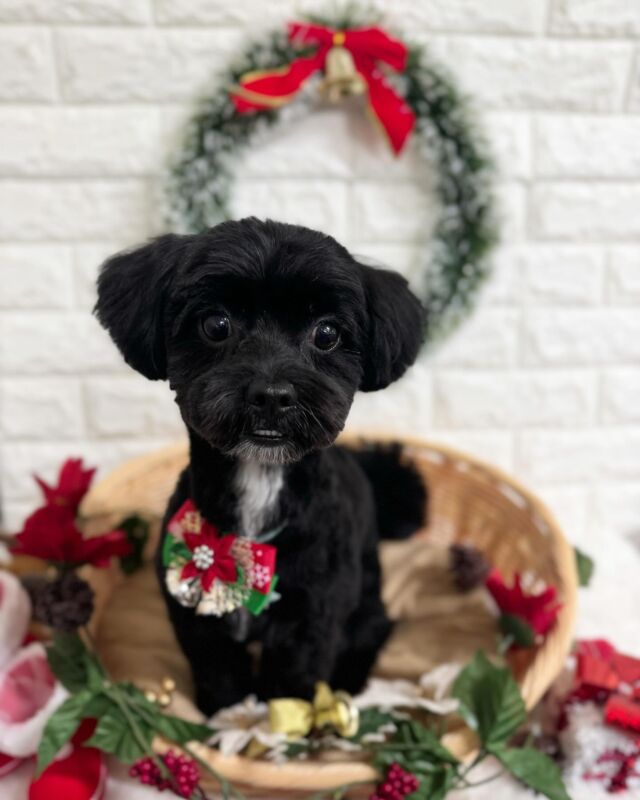 トリミングコースご利用頂きました❣️
MIX犬のロン君です🐶

最後までトリミングお利口に頑張ってくれました👏🏻✨

またのご利用お待ちおります🥰

#草加市 
#川口市
#ミライノ動物病院
#動物病院トリミング 
#動物病院 
#トリミング 
#トリミングサロン
#夜間救急
#草加トリミング
#谷塚トリミング
#いぬすたぐらむ
#犬
#わんこ
#dog
#dogstagram