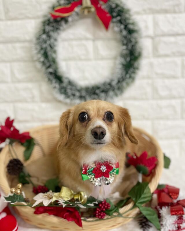 シャンプーコースでご利用頂きました❣️
MIX犬のモカちゃんです🐶

今回もお利口さんでした👏🏻
トリミング中も尻尾ふりふりで可愛かったです😍

また次回もお待ちしております🥰

#草加市 
#川口市
#ミライノ動物病院
#動物病院トリミング 
#動物病院 
#トリミング 
#トリミングサロン
#夜間救急
#草加トリミング
#谷塚トリミング
#いぬすたぐらむ
#犬
#わんこ
#dog
#dogstagram