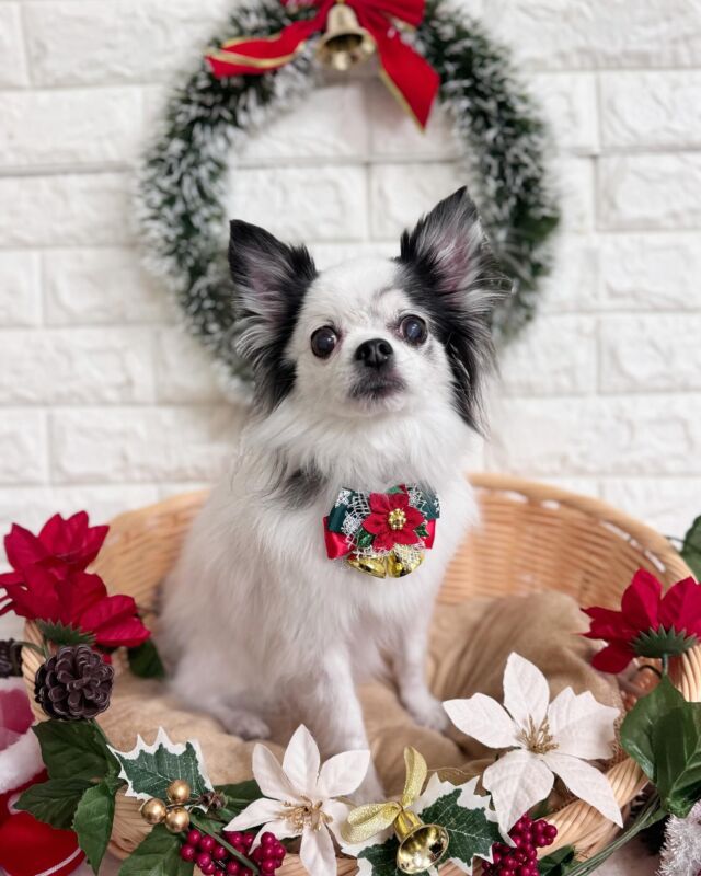 シャンプーコースご利用頂きました❣️
チワワのうららちゃんです🐶　

今回もお利口にトリミングさせてくれました😊✨

またのご利用お待ちしております🥰

#草加市 
#川口市
#ミライノ動物病院
#動物病院トリミング 
#動物病院 
#トリミング 
#トリミングサロン
#夜間救急
#草加トリミング
#谷塚トリミング
#いぬすたぐらむ
#犬
#わんこ
#dog
#dogstagram